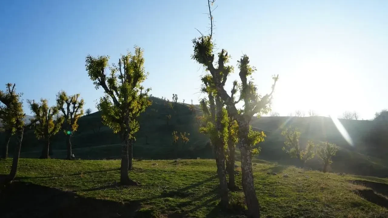Daha kış yeni başlamışken ağaçların başına gelen şaşırttı! Köylülerin yorumu çok başka