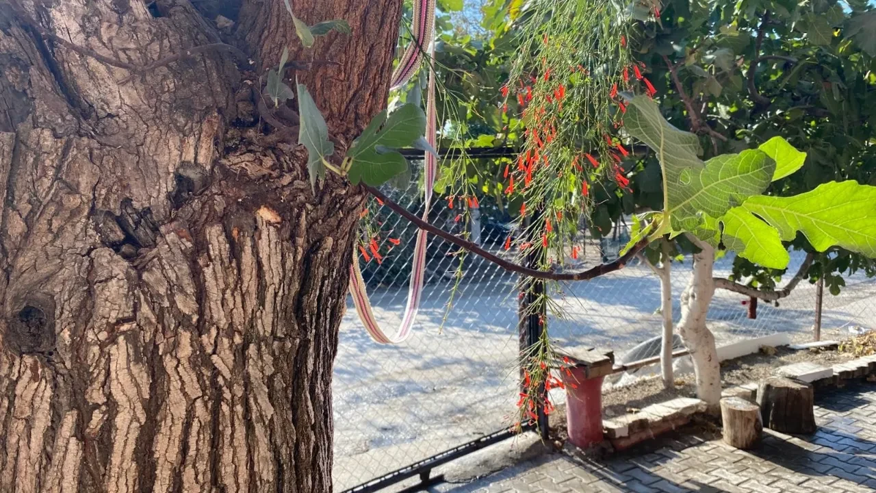 Dut ağacında yetişen meyve şoke etti!