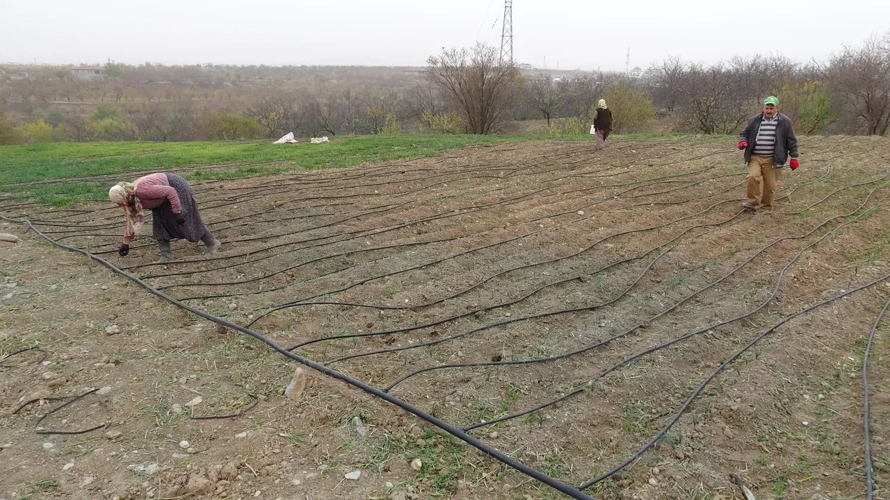 Fiyatı rekor kırıyor ama siparişlere yetişilemiyor! Baharatı ayrı, soğanı ayrı para ediyor