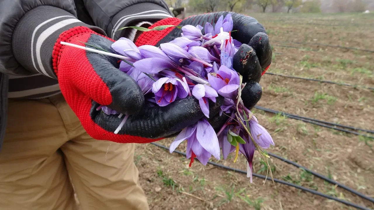 Fiyatı rekor kırıyor ama siparişlere yetişilemiyor! Baharatı ayrı, soğanı ayrı para ediyor