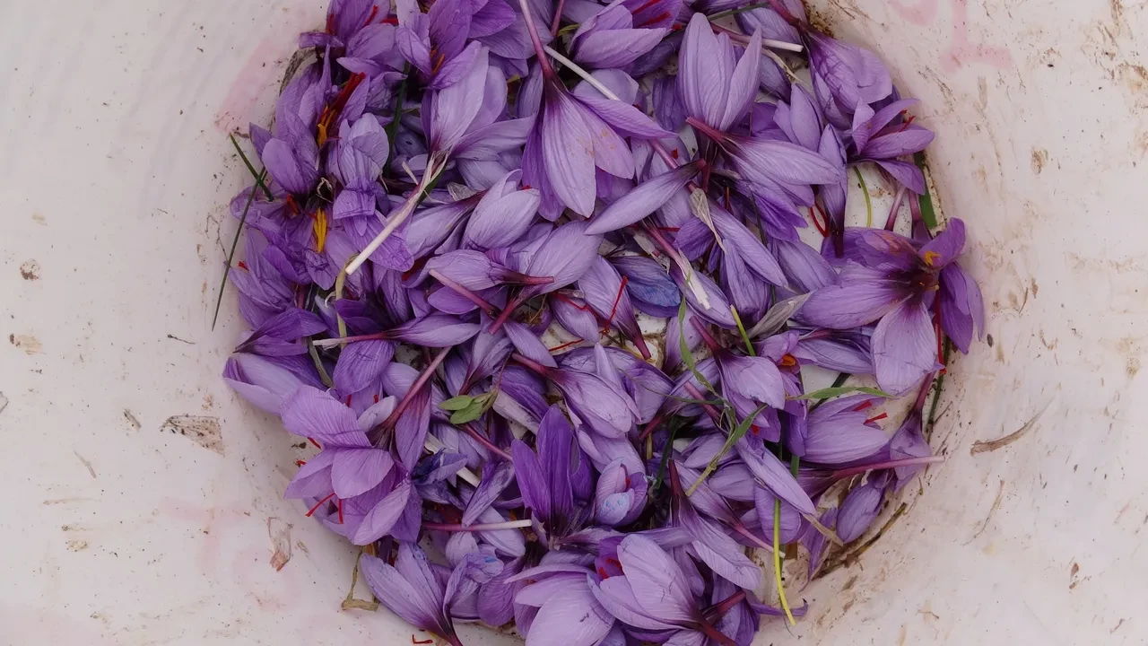 Fiyatı rekor kırıyor ama siparişlere yetişilemiyor! Baharatı ayrı, soğanı ayrı para ediyor