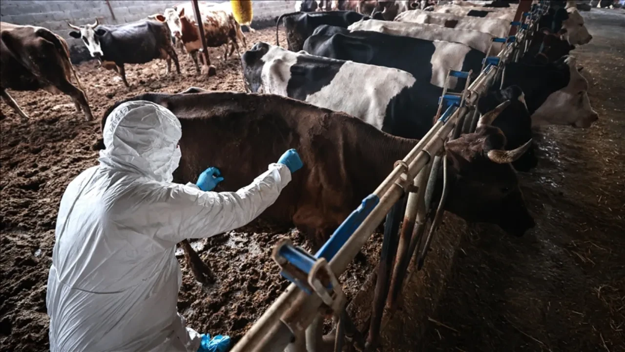 İzmir'de şap alarmı:  Çiğ süt ve pazar yasağı