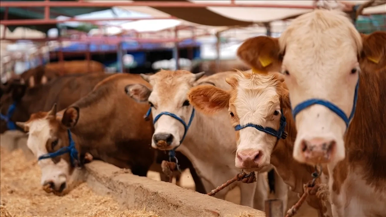 İzmir'de şap alarmı:  Çiğ süt ve pazar yasağı