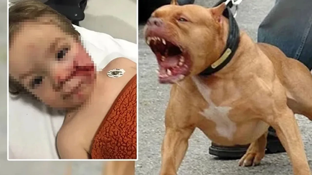 Pitbull dehşetinde flaş gelişme! Köpek barınağa, sahibi cezaevine