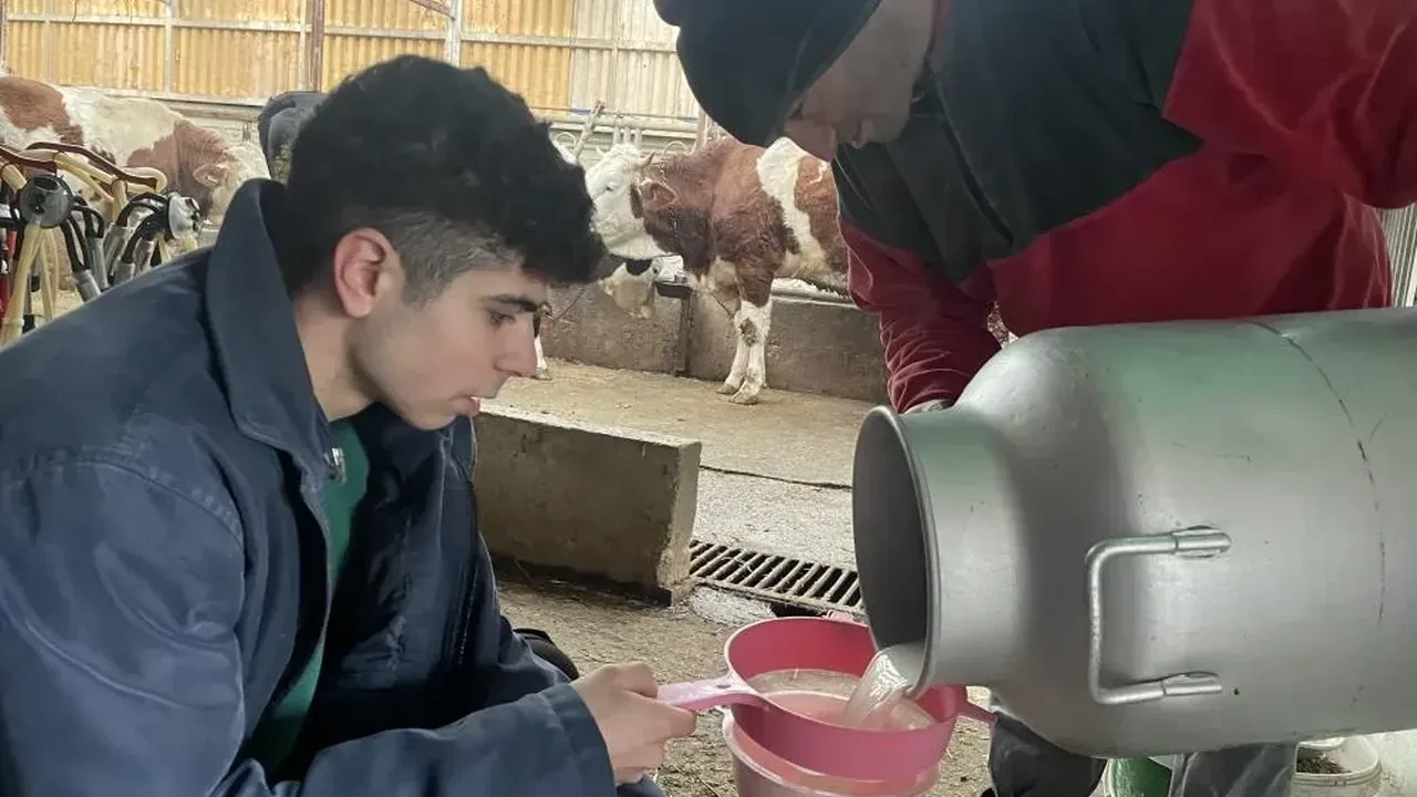 Şap vurdu, inekler kesime gitti: Süt fiyatlarında zam talebi!