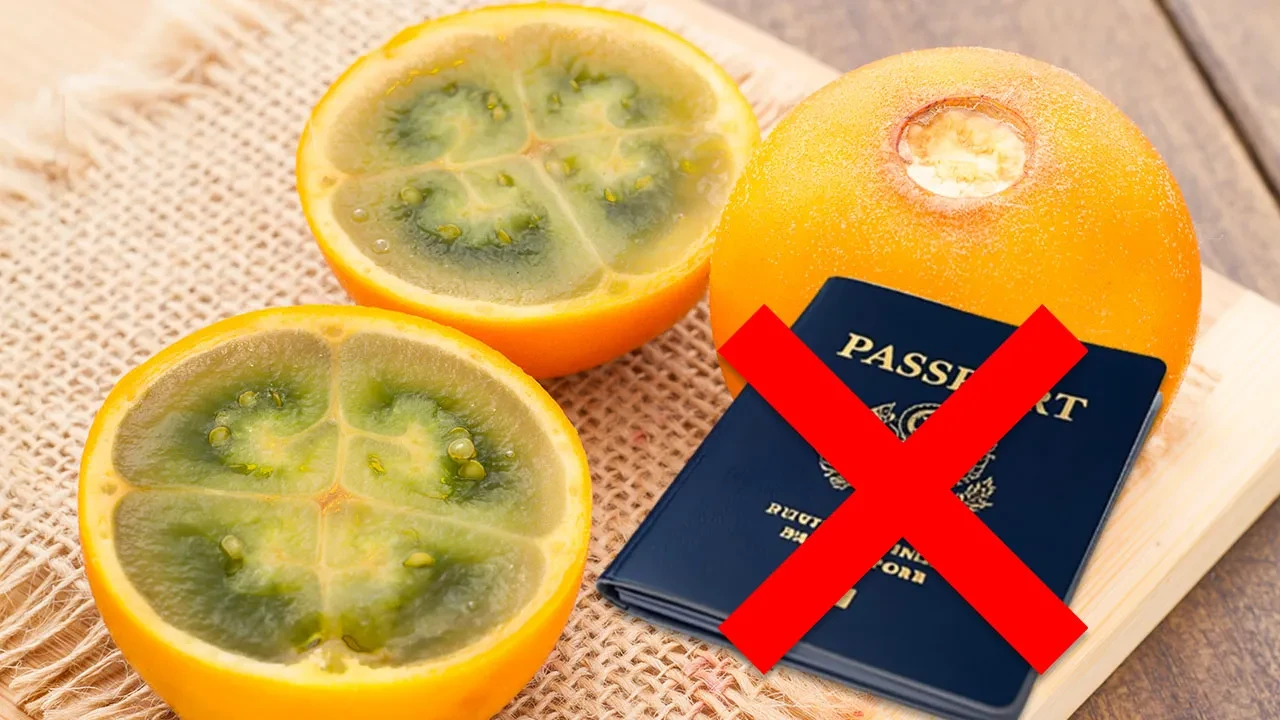 Yurt dışı yasağı olan meyve altın değerinde! Tadına bakmak için sıraya giriyorlar