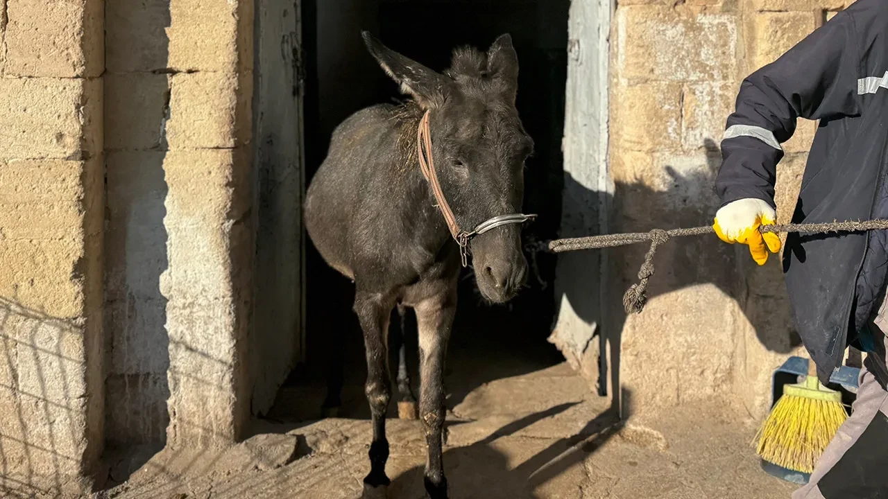 Kadrolu işçi eşekler emekli oluyor! Akıbetleri belli oldu: Artık orada yaşayacaklar