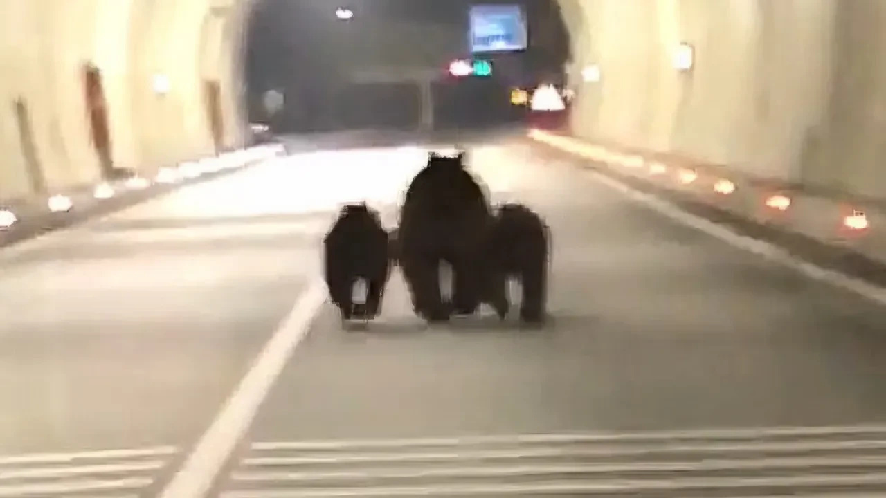 Anne ve yavru ayılar Amasra tünelinde görüntülendi!