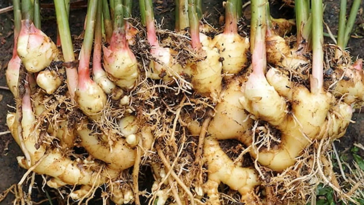 Hava sıcaklıkları 10 derece birden düştü, aktarlarda zencefil yok satıyor!