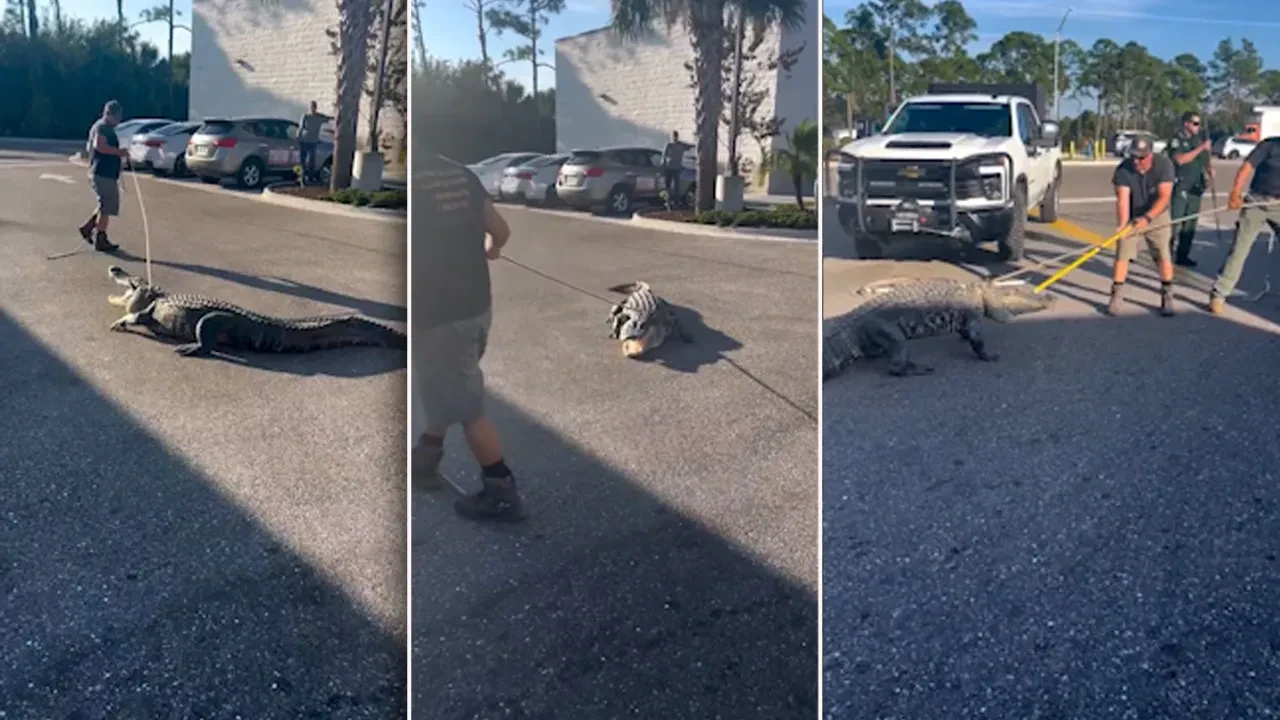 Market sırasına giren timsah! Ekipler son anda yakaladı