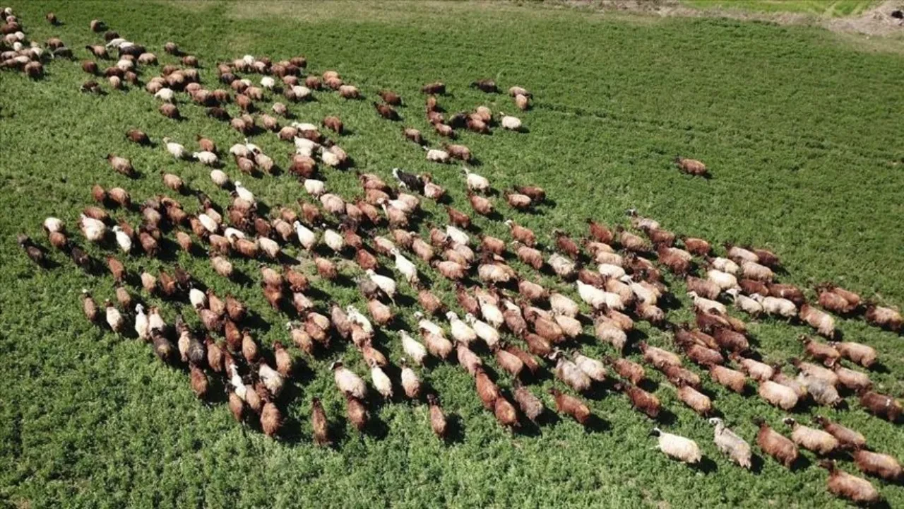 Tarım ve hayvancılıkta dron devrimi! Çiftçi sadece cep telefonuyla takip ediyor
