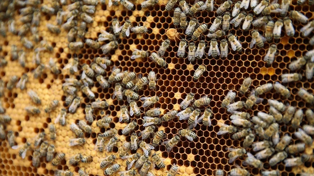 Tarım ve hayvancılıkta dron devrimi! Çiftçi sadece cep telefonuyla takip ediyor