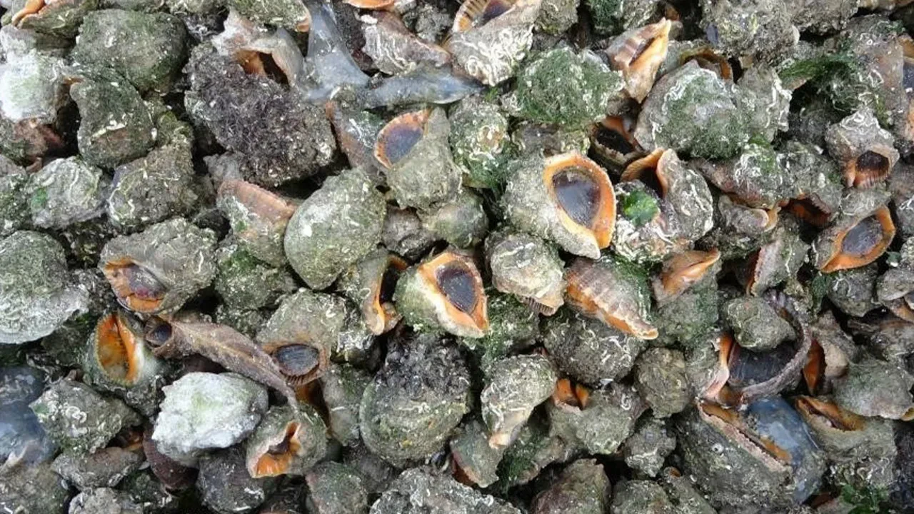 Türk kara sularına girdi, sayısı 500'ü buldu! Karadeniz için en büyük iki tehdit