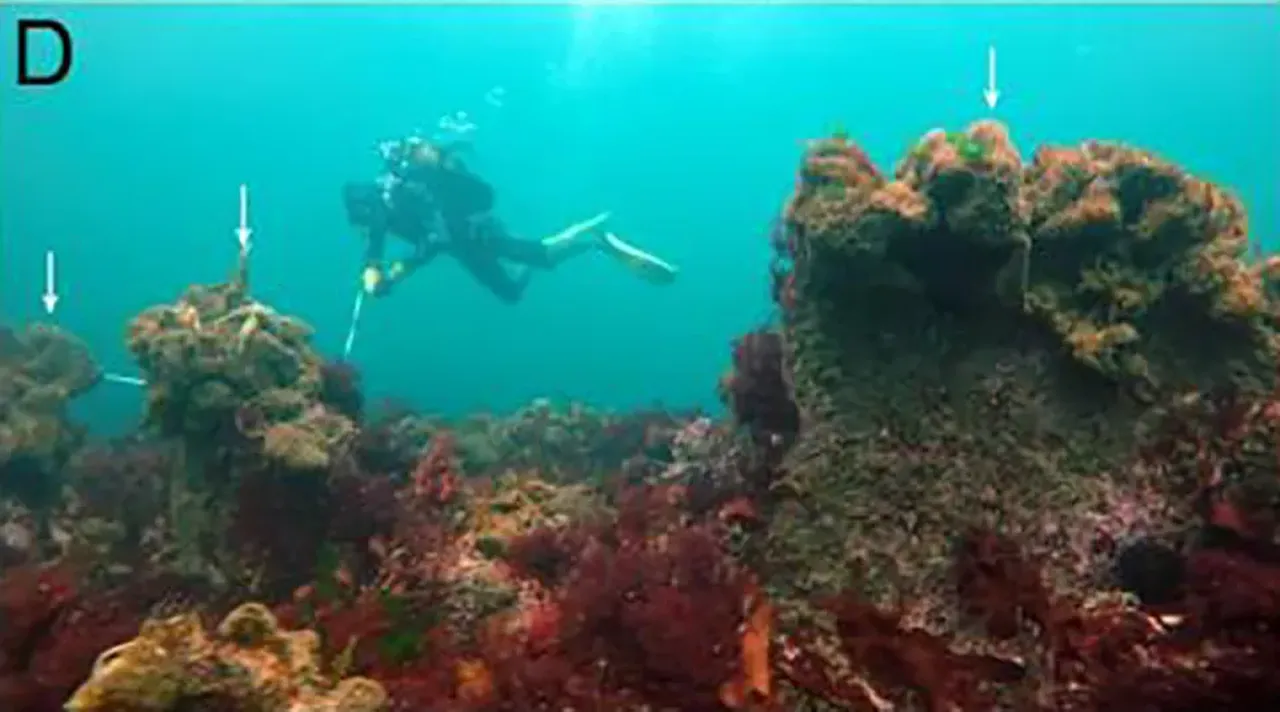 Batık taş devri şehrinde olağanüstü keşif! 7 bin yıllık