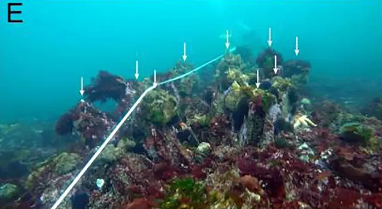 Batık taş devri şehrinde olağanüstü keşif! 7 bin yıllık