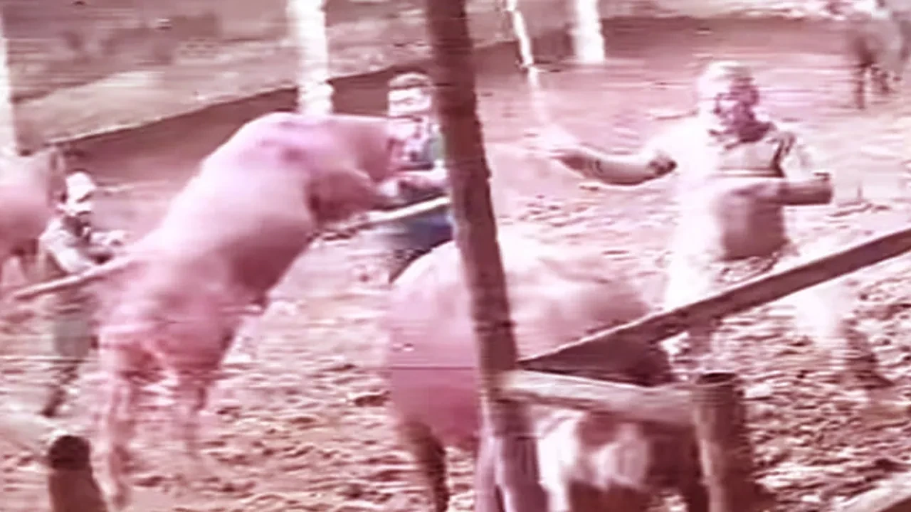 Boğanın darbesiyle birlikte yere yapışması bir oldu