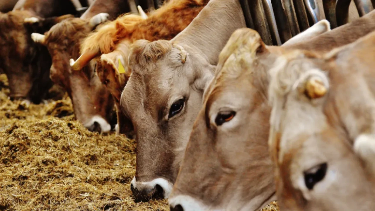 TÜİK açıkladı: Toplanan inek sütü miktarı ekimde 895 bin 834 ton oldu