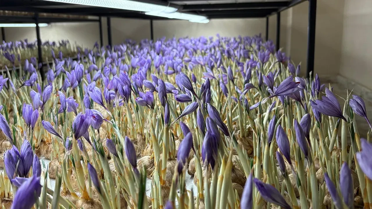 Genç yaşta mesleğini bıraktı, 'Uzay' yöntemiyle üretime başladı: Gramı 600 TL, faydaları saymakla bitmiyor