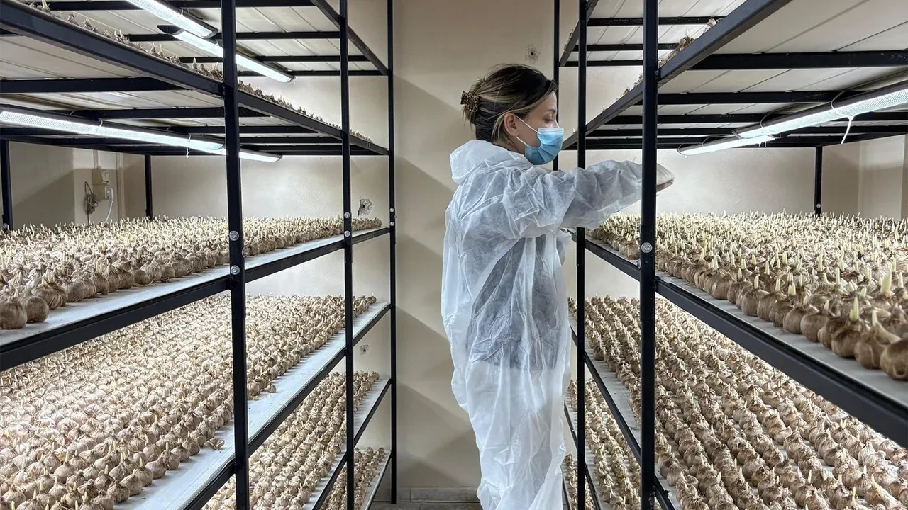 Genç yaşta mesleğini bıraktı, 'Uzay' yöntemiyle üretime başladı: Gramı 600 TL, faydaları saymakla bitmiyor