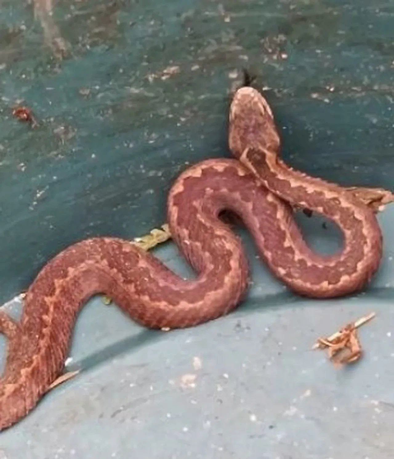 Nadir görüntülenen anlar! Kış uykusunu unuttu, görenler şaştı kaldı