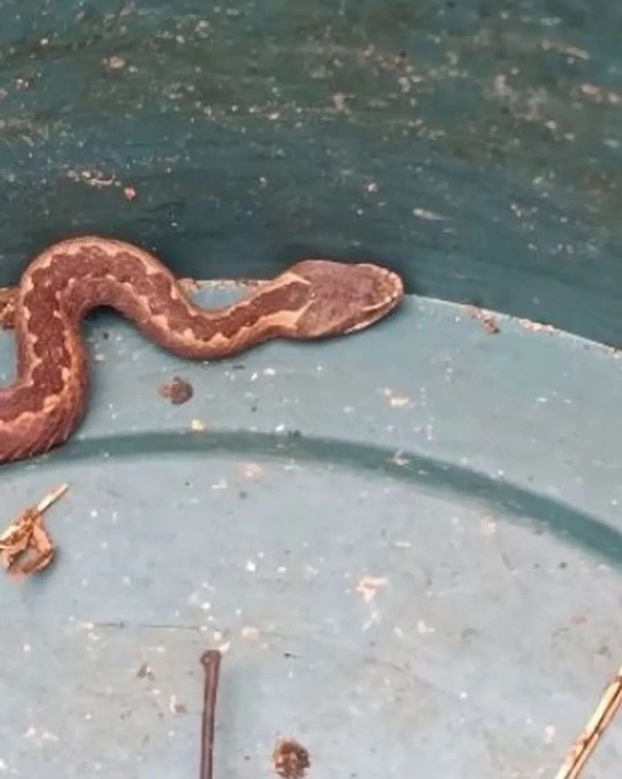 Nadir görüntülenen anlar! Kış uykusunu unuttu, görenler şaştı kaldı