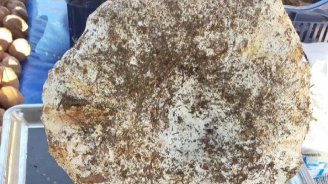  Aydın'daki dev mantarlar pazarda ilgi odağı oldu! Görenler inanamadı 