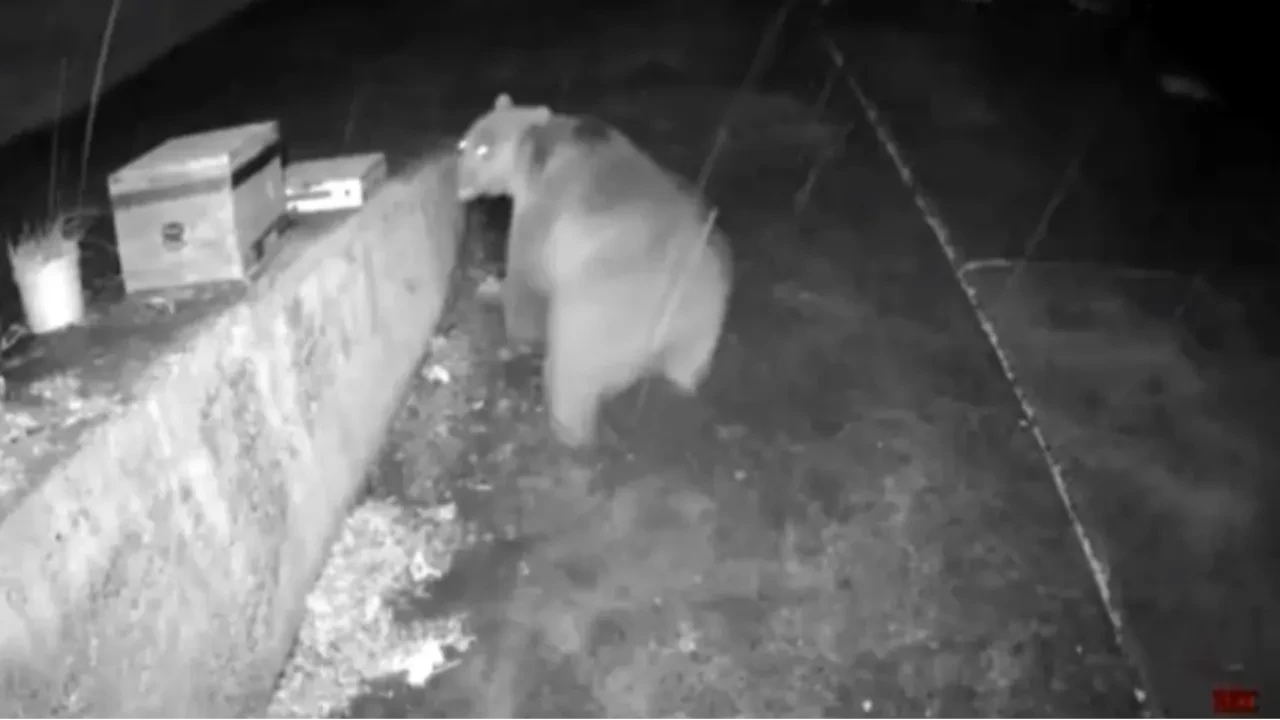 Ayıya 'sesli anons' şoku! O anlar güvenlik kamerasına işte böyle yansıdı