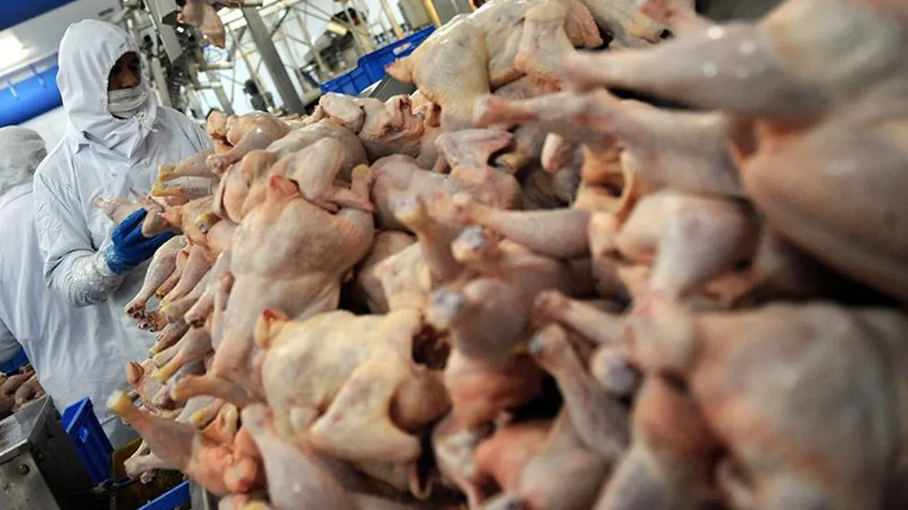 Beyaz etin alternatifi laboratuvarda üretildi! Doğal kokusu ve lezzetiyle dikkat çekiyor: Daha kaliteli ve sürdürülebilir