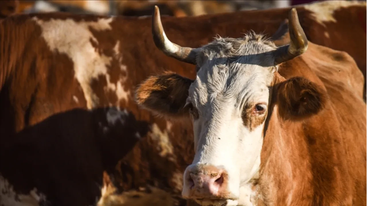 Şap kırmızı eti vurdu! Et fiyatları uçtu: Uzmanlar uyarıyor