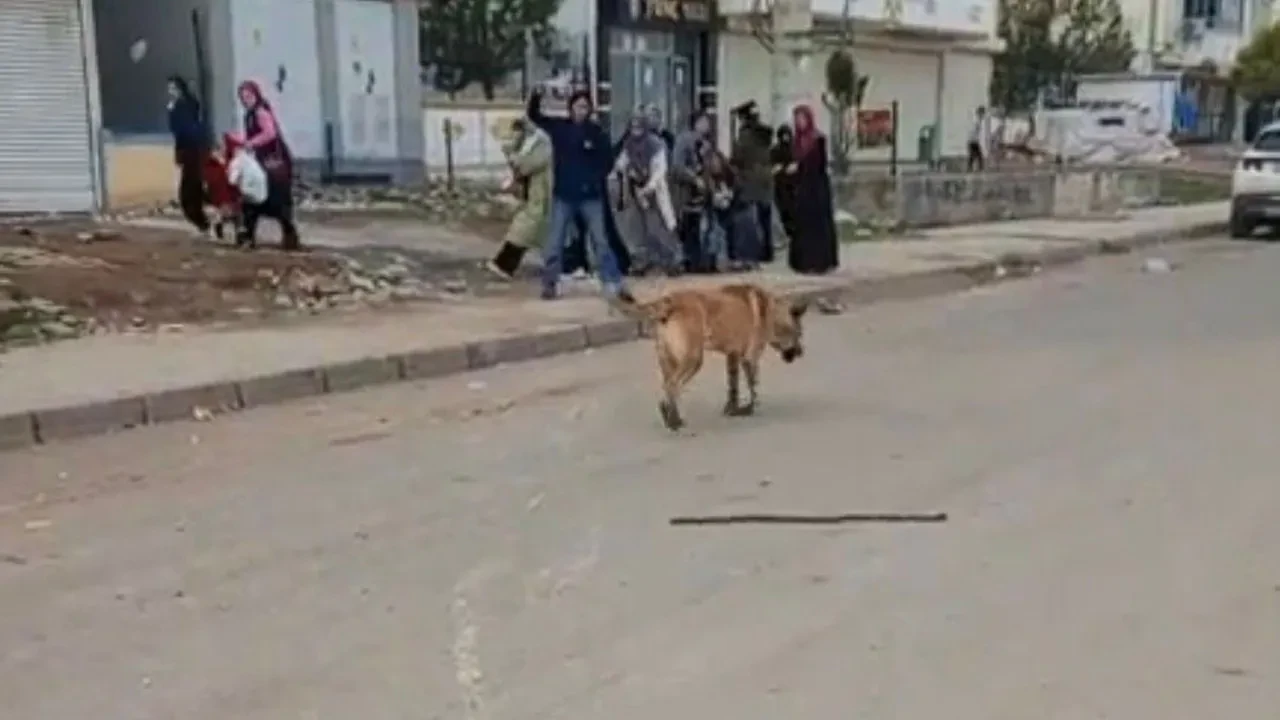 Başıboş sokak köpeği dehşeti! Yaralılara yardıma koşan kalabalığa da saldırdılar