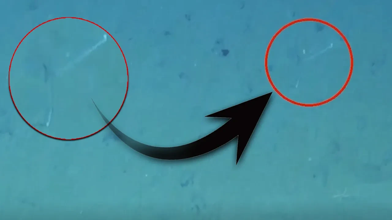 Bilim insanları şaşkın! Okyanusun derinliklerinde ortaya çıktı, şimdiye kadar da hiç rastlanmadı