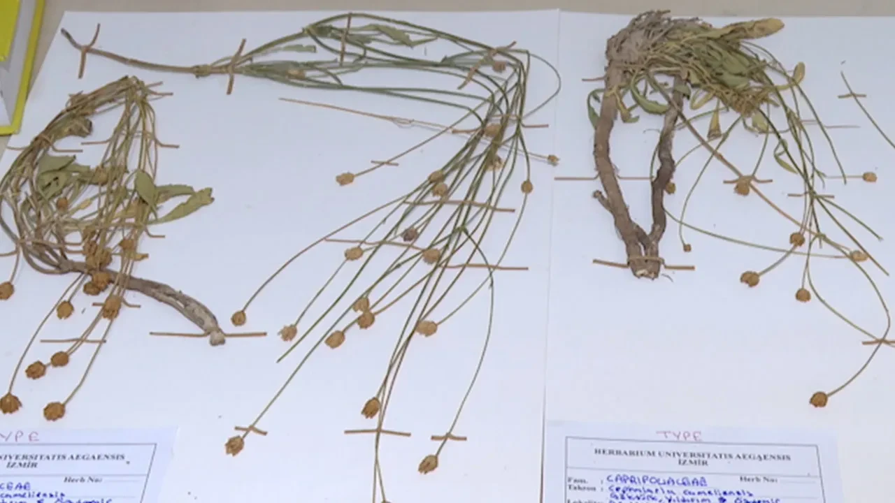 Dünyada 100 tür var yarısı Türkiye’de: Emekli öğretmen yürürken yeni bir tür keşfetti