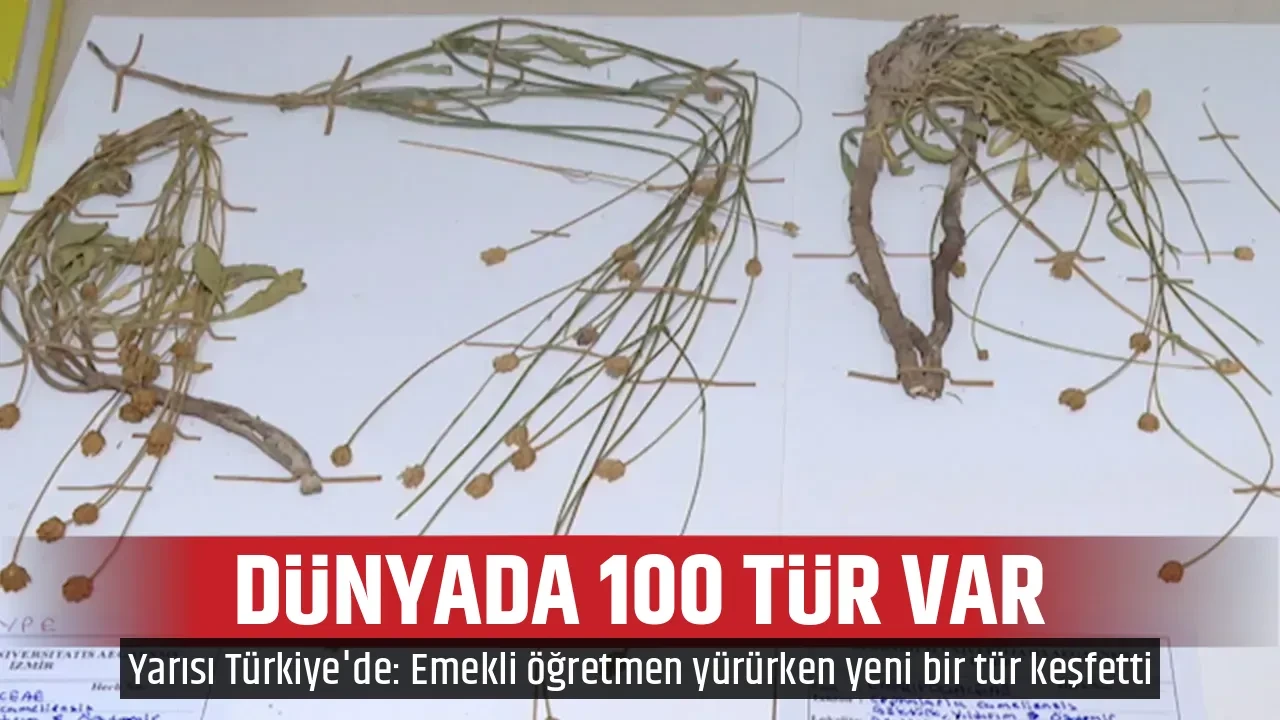 DÜNYADA 100 TÜR VAR