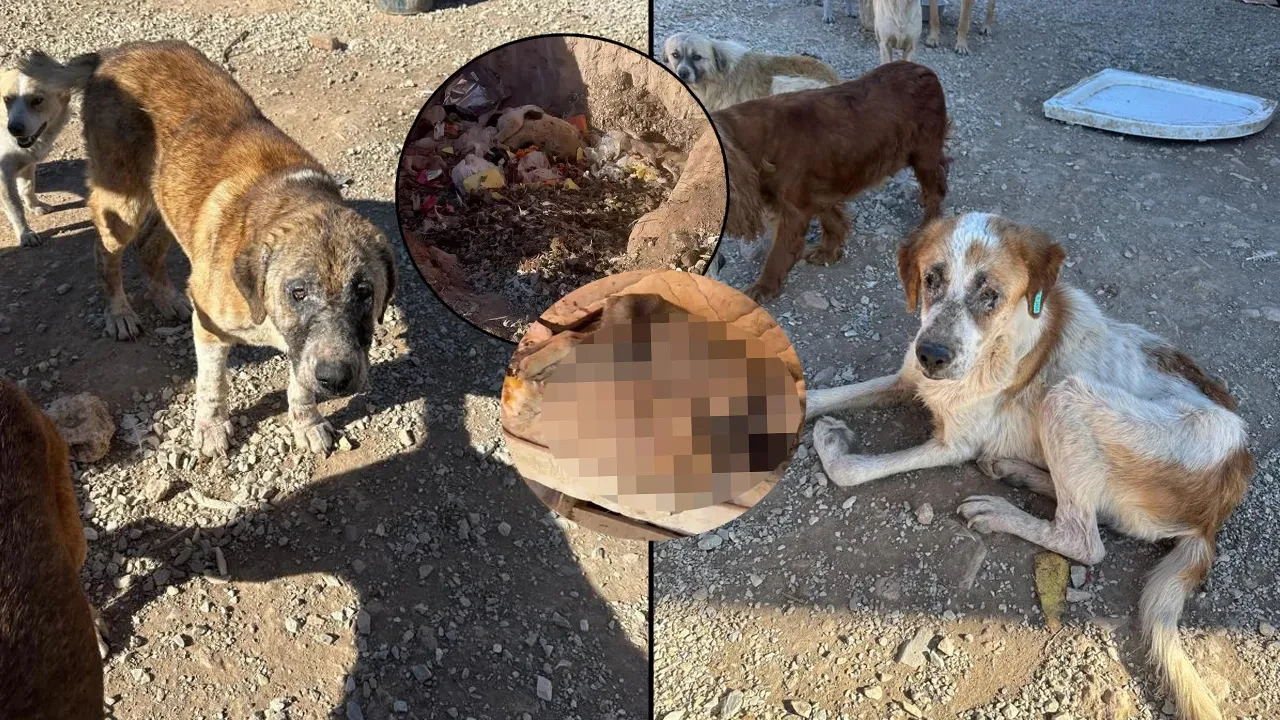 Hayvanlar üzerinden yapılan istismarın en acı örneği: Açlıktan birbirlerini yediler