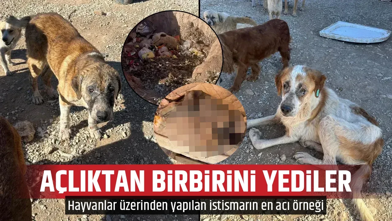 AÇLIKTAN BİRBİRİNİ YEDİLER