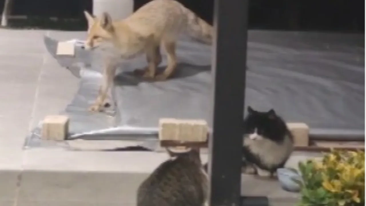 Mamasına göz diken tilkiye saldırdı! Korkusuz kedinin o anları kamerada