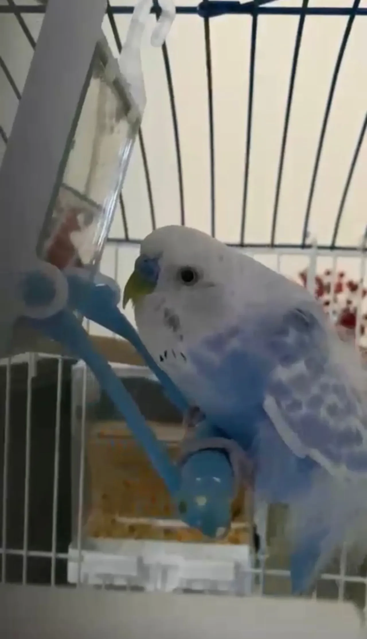 Taksicilerden vefa göstergesi! Ölen kuşlarına mini mezar yaptılar