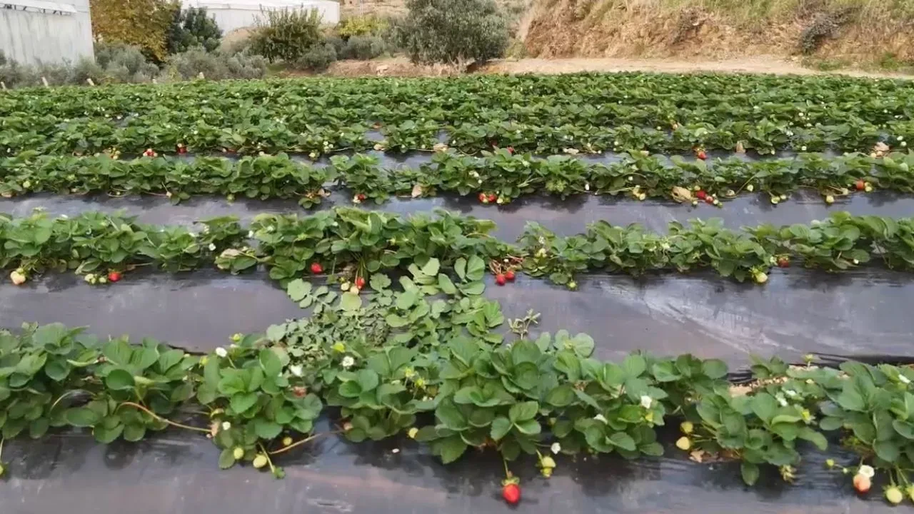 Yaz kış demeden üretim devam ediyor! Üreticide kilosu 130 TL’den satılıyor