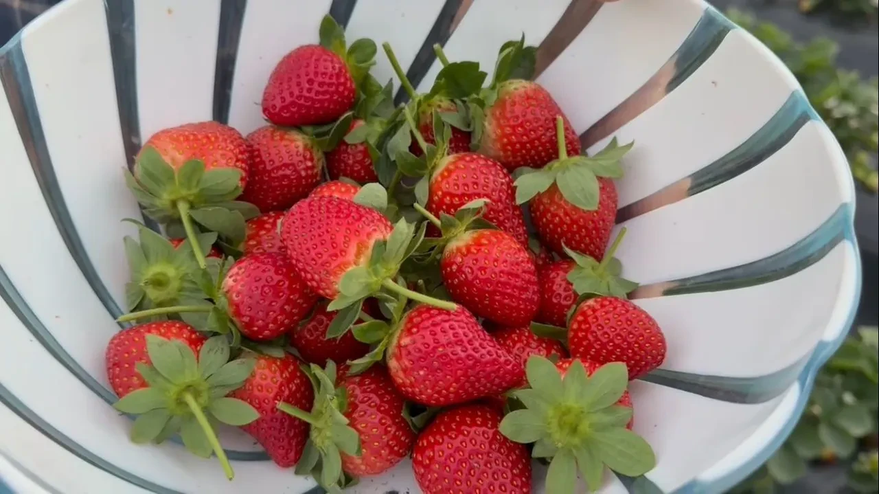 Yaz kış demeden üretim devam ediyor! Üreticide kilosu 130 TL’den satılıyor