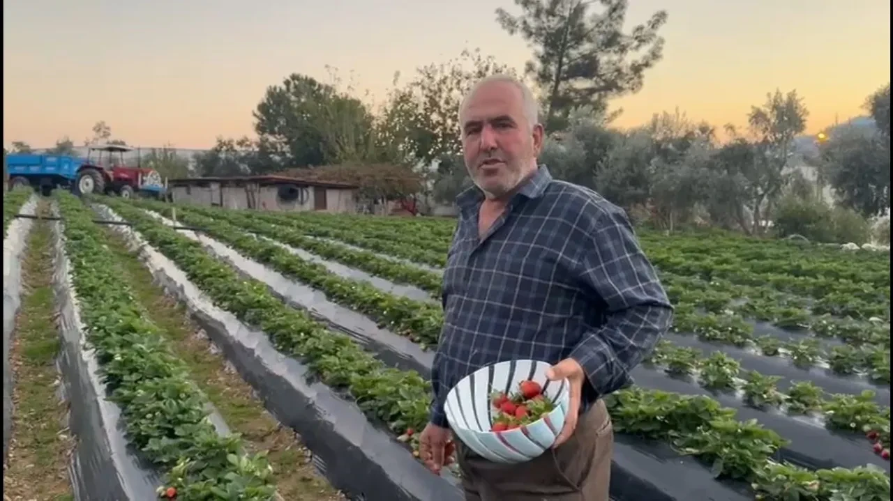 Yaz kış demeden üretim devam ediyor! Üreticide kilosu 130 TL’den satılıyor