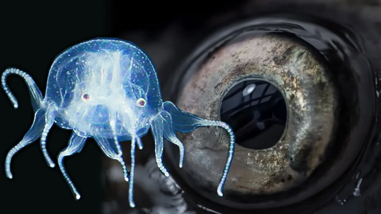 Yeni canlı türü keşfi heyecanlandırdı: 24 tane gözü var ve fıldır fıldır dönüyor