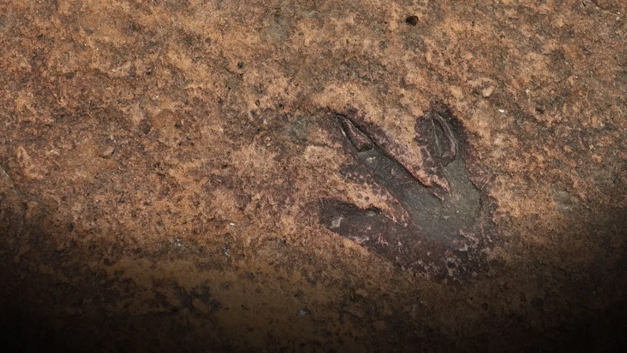 Bazılarının sadece çapı 40 cm'yi buluyor: Bastığı yerde 210 milyon yıllık iz bıraktı