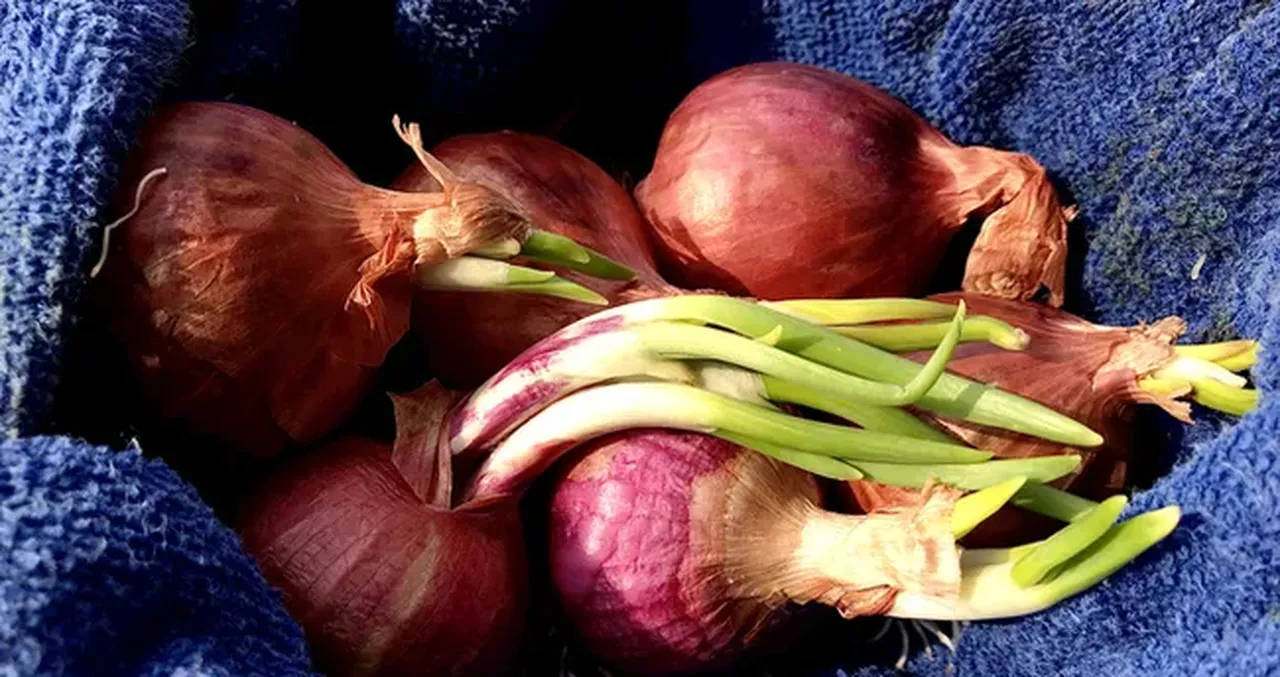 Et uyarısı yapan uzman iki besine dikkat çekti: Kansere karşı güçlü kalkan