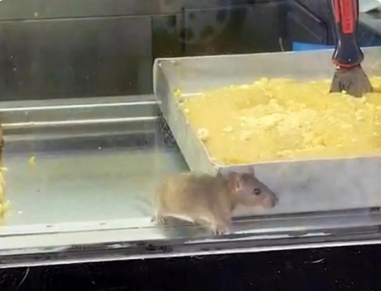 İzmir'den mide bulandıran görüntüler! İnsan sağlığı hiçe sayıldı: Börek tezgahlarında fare cirit attı