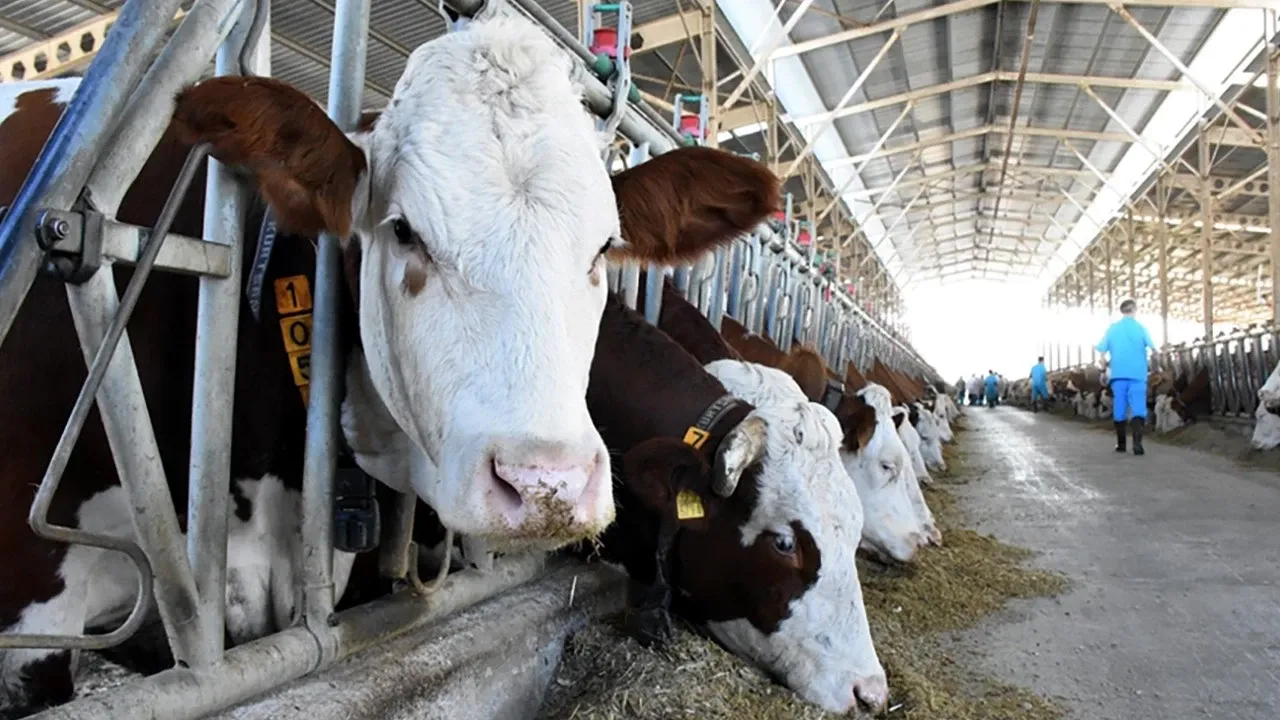 Kırsalda bereket hayvancılık destek projesi devam ediyor mu? Son tarih belli oldu