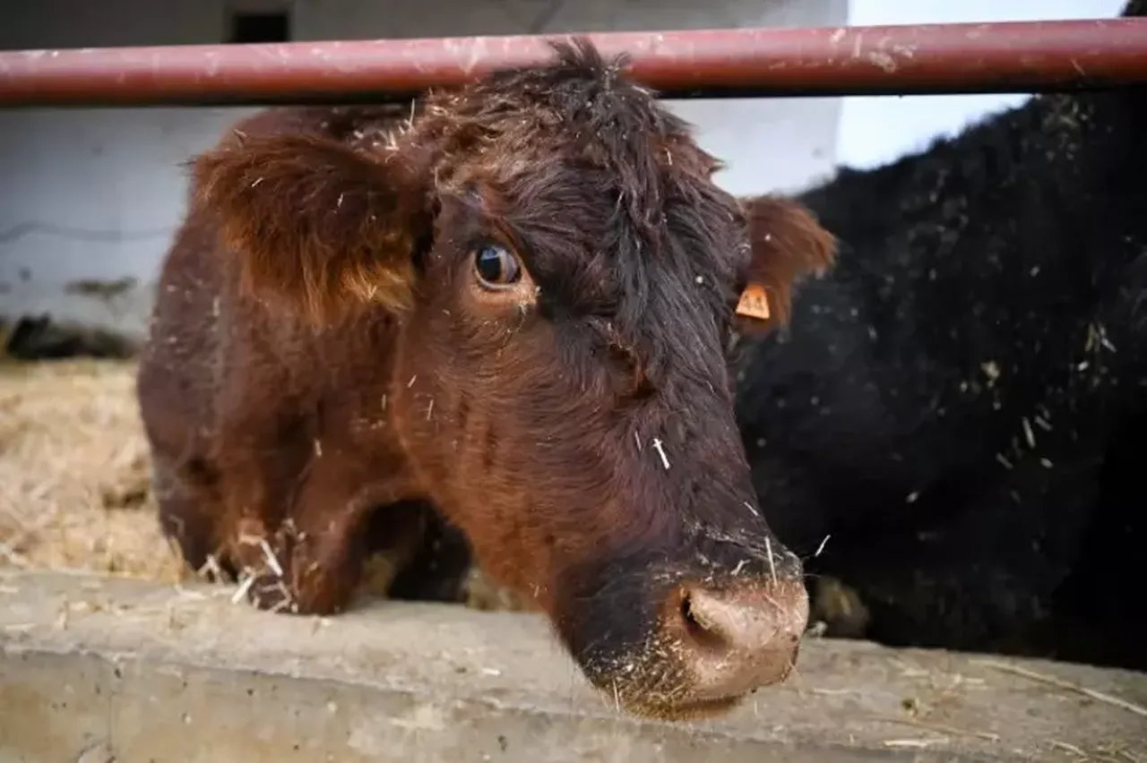 Kırsalda bereket hayvancılık destek projesi devam ediyor mu? Son tarih belli oldu
