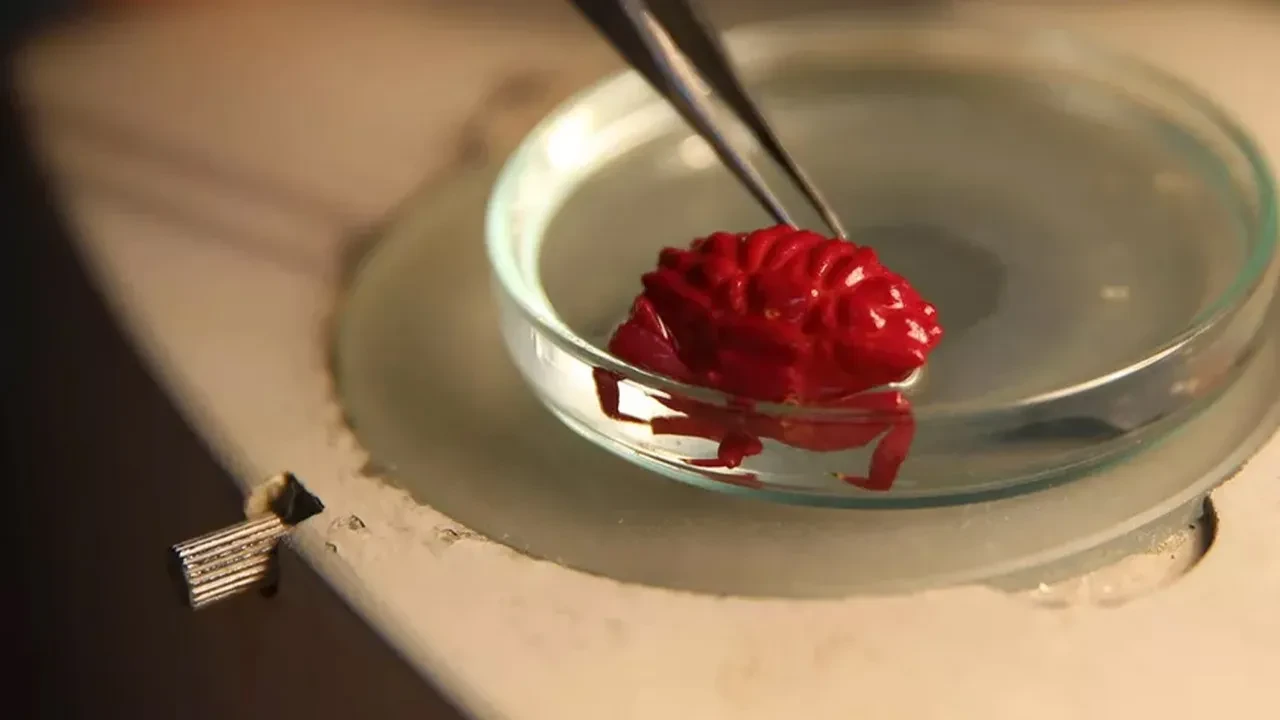 Türkiye kıyılarında ilk! Bölgeye yerleşiyorlar: Yeni türler Hatay'da incelemeye alındı