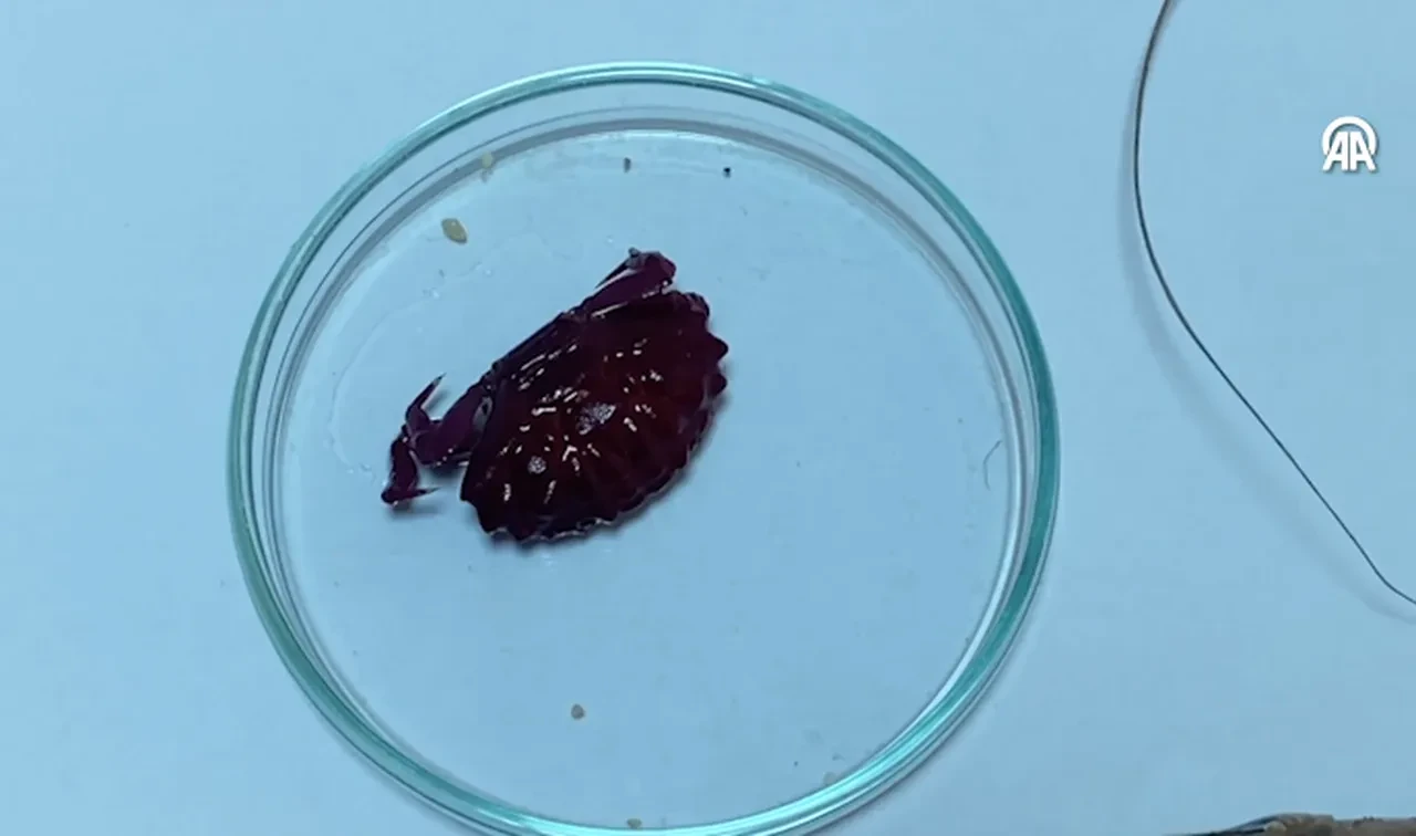 Türkiye kıyılarında ilk! Bölgeye yerleşiyorlar: Yeni türler Hatay'da incelemeye alındı