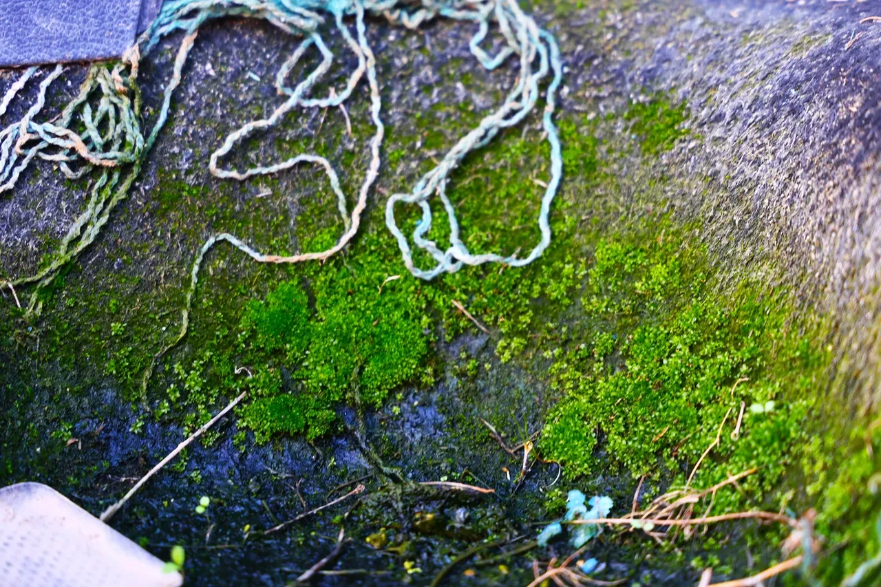 Yediemin otoparkında hayrete düşüren görüntüler! 500 milyon liralık servet çürüyor