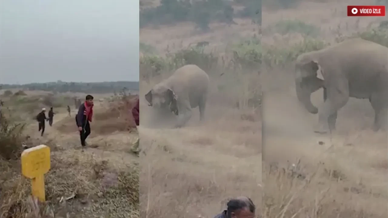 Fil sürüsü köye saldırdı: 4 kişi hayatını kaybetti